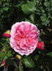 Princess Alexandra of Kent