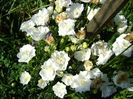 DSC02824 campanula de gradina