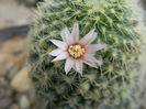 DSCN6555