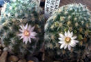 M.schiedeana ssp. giselae - alb_roz