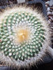parodia 2