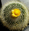 Parodia chrysacanthion 1
