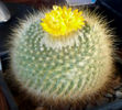 Parodia chrysacanthion