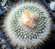 parodia feb 2016