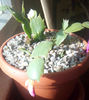 Schlumbergera boboci 2
