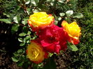 trandafir Rumba