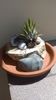 Tillandsia ionantha
