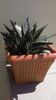 Aloe ''Tiki Tahi''