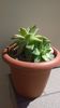 Echeveria crassulaceae
