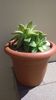 Echeveria crassulaceae