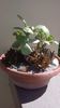 Crassula arborescens & Aloe juvenna & Haworthia attenuata & Haworthia glabrata