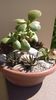 Crassula arborescens & Aloe juvenna & Haworthia attenuata & Haworthia glabrata
