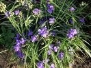 tradescantia andersoniana