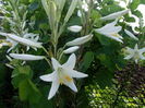 lilium candidum