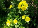oenothera(luminita de noapte)