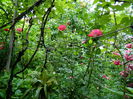 DSCN0099