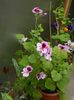 DSCN0118