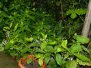 DSCN9962