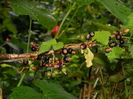 DSCN9964
