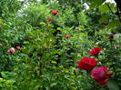 DSCN9970