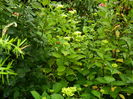 DSCN9971
