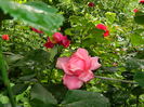 DSCN9976