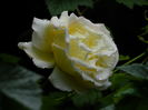 DSCN9978