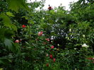 DSCN9982