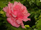 DSCN9984