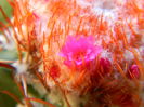 DSCN7031