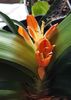 Clivia a inflorit foarte timid