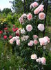 Rose de tolbiac