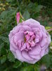 Lavender Flower circus
