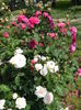 DSCN2479