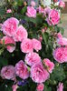 Gertrude Jekyll