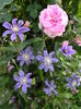 Gertrude Jekyll