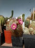Mammillaria