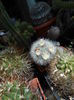 Mammillaria