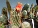 Parodia