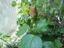 DSCN5955