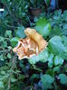 DSCN5987