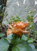 DSCN5993
