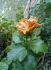 DSCN5996