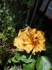 DSCN6007
