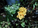 DSCN6009