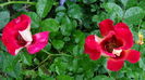 DSC06553