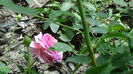 DSC06619
