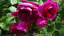 DSC06638