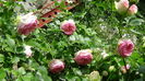 DSC06727