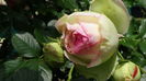 DSC06788